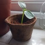 T Frances Weir - @imismum - Instagram