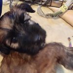 Frances - @frances_the_wheaten - Instagram