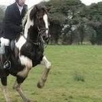 Francis Whelan - @francis.whelan.77 - Instagram