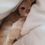 Frances Whyte - @h.t.frog - Instagram