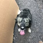 Frances Wright - @franndogs - Instagram