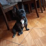 York - @york_bulldog_frances - Instagram