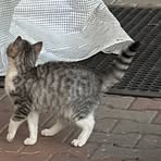 Francesca Bruni - Facebook