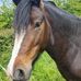Francesca Butler - Facebook