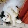 Francesca Contu - @francesca.contu71 - TikTok