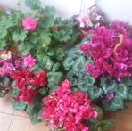 Crocitto Francesca - Facebook