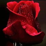 Francesca Edwards - @chichiedwards64 - Instagram