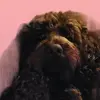 Frankie - @francescagregory5 - TikTok