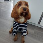 Francesca Harrison - @ladyfrancescathecockapoo - Instagram
