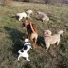 francescas_dog_house - @francescas_dog_house - TikTok
