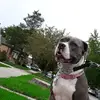 🥰Francesca Jay🥰 - @apbt.frankie - TikTok