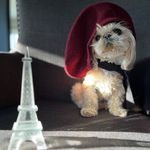 Francesca Monroe - @a_day_inthe_shihtzu_life - Instagram