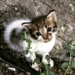 Francesca Pollio - @pollio.francesca - Instagram