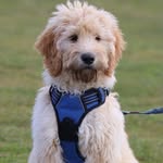Princess Frankie Doodle - @princess_francesca_doodle - Instagram