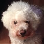 Francesca Summers - @francesca_luvs_dogs_ - Instagram