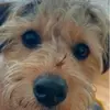 Frankie_taylor - @francescataylor_ - TikTok