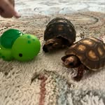 @francesca_and_walter - Instagram