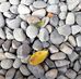 Francesca Wang - Facebook