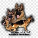 Francesco Biundo Allevamentoulkanvonmaikhus - @francescoulkanvonmaikhus - Instagram