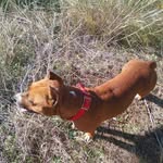 Francesco Biundo Amstaff - @francescobiundoamstaff - Instagram