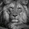 Francesco Simone - @francesco.simone41 - TikTok