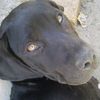amber#loves u ha lol - @francineabrahams1 - TikTok