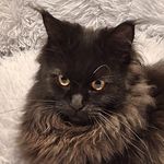 Francine Abrams - @abramsfrancine - Instagram