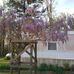 Francine Willis - Facebook