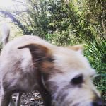 Frances Abrams - @hamchojdida - Instagram