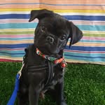 Francis Basil Von Ryan - @frank_basil_the_chug - Instagram