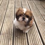 Baxter Francis Glenn - @baxterfrancisglenn - Instagram