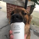 Baxter - @sirbaxterfrancis - Instagram