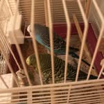 Francis The Bird - @birdfrancis23 - Instagram
