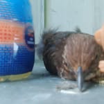 Francis the bird - @birdfrancisthe - Instagram