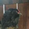unkown - @francis_bird_ - TikTok