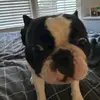 ChaseFrancis36 - @chasefrancis36 - TikTok