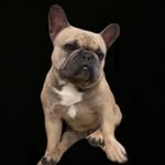 Ralphy Francis-Cooley - @ralphybluefrenchie - Instagram