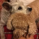 Frances Crouch - @frizpipscrouch - Instagram