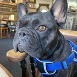 Francis Wigglesworth Davidson Daly - @frank_the_uk_frenchie - Instagram