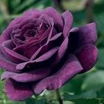 Francis Davidson - @g.davidson01 - Instagram