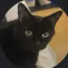 France Decelles - @france.decelles - TikTok