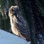Allister Robertson - @cape_st_francis_eagle_owl - Instagram