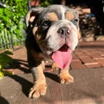 Ferris and Francis 🐾 - @ferris_and_francis - Instagram