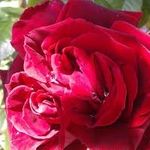 Francis Herbert - @herbertfrancis68 - Instagram