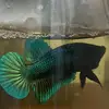 Francis king Bettas - @franciskingbettas - TikTok