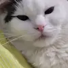 francis li - @faffli - TikTok