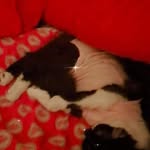 Frances Maynard - @francesmaynard1819 - Instagram