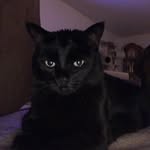 Timothy Francis McGee - @mcgeethechonk - Instagram
