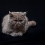 Francis Miles Smith - @frank_the_exotic - Instagram