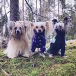 HARJAKOIRAT BOBI, TITO, FRANCIS & MILES - @harjunhurtat - Instagram